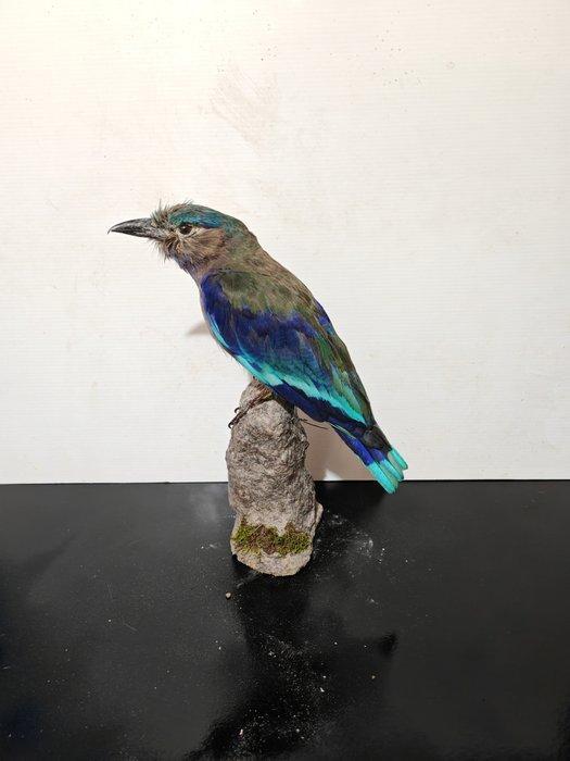 Indochinese roller Taxidermie volledige montage - Coracias, Verzamelen, Dierenverzamelingen