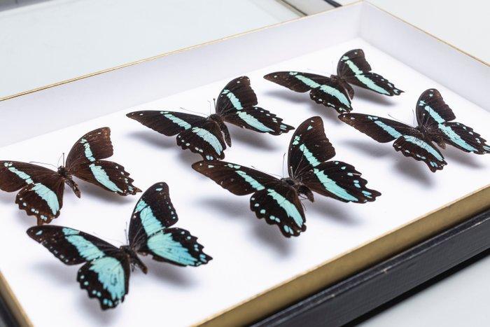 Afrikaanse Papilionidae - Papilio - Zwart - Blauwe, Verzamelen, Dierenverzamelingen