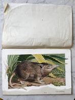 Neave Parker (1910-1961) Attrib.to - Story of Mammals -