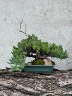 Jeneverbes bonsai (Juniperus) - Hoogte (boom): 38 cm -