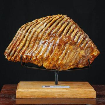 Grote fossiele kies van Mammuthus primigenius – Volwassene –