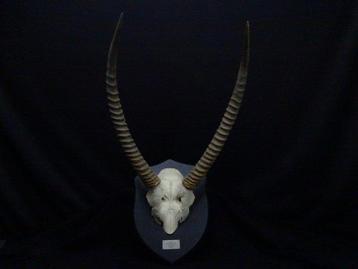 Antilope aquatique Crâne - Kobus ellipsiprymnus defassa - 42