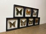 Vlinder Taxidermie volledige montage - Lepidoptera - 12 cm -