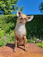 Figurine - Chihuahua - hond - Bronze, Antiek en Kunst, Curiosa en Brocante