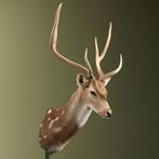 Axishert Taxidermie Opgezette Dieren By Max, Ophalen of Verzenden, Nieuw, Wild dier, Opgezet dier