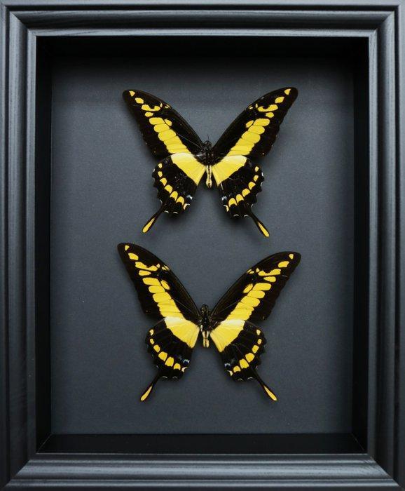 Vlinder Taxidermie volledige montage - Papilio thoas - 25 cm, Verzamelen, Dierenverzamelingen