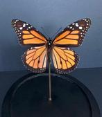 Vlinder Taxidermie volledige montage - Papillon monarque