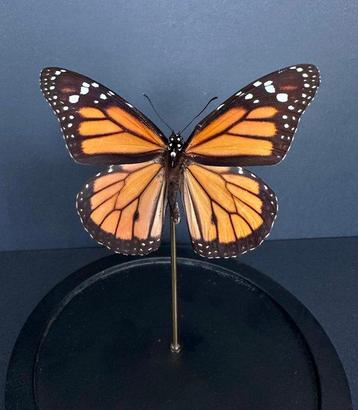 Vlinder Taxidermie volledige montage - Papillon monarque