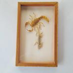 Lézard du désert, scorpion Support de corps entier pour, Antiquités & Art