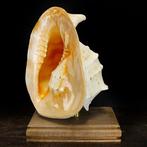 Spécimen exclusif de la faune marine - Coquille de gros, Nieuw