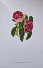 Wilfrid Blunt, Sacheverell Sitwell. - Old Garden Roses -