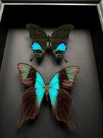 Papillon Support de corps entier pour taxidermie - Duo de 2, Verzamelen, Dierenverzamelingen, Nieuw