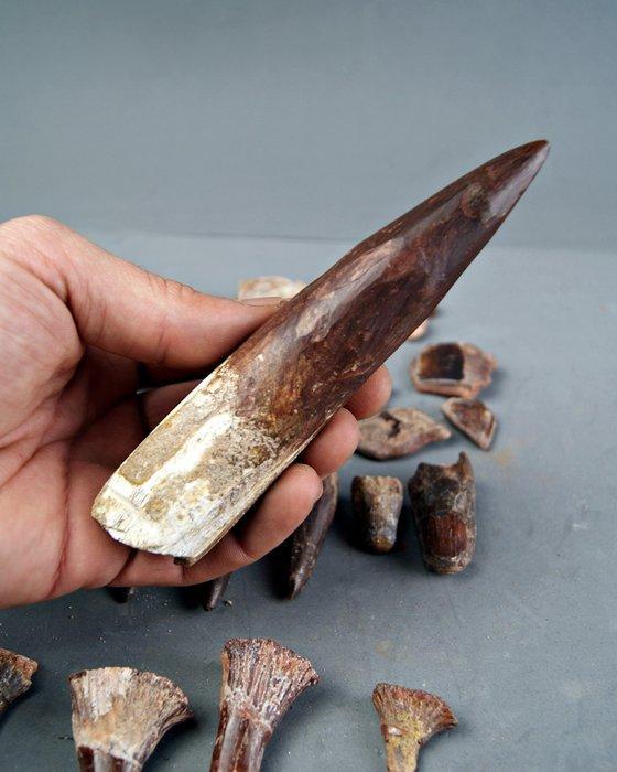 Verzameling Kem Kem-vallei 40 stuks - Fossiele tand - diente, Collections, Minéraux & Fossiles