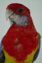Rosella splendide Support de corps entier pour taxidermie -, Nieuw