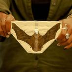 3 x minder bamboo vleermuizen - verspreide exemplaren A1 -, Nieuw