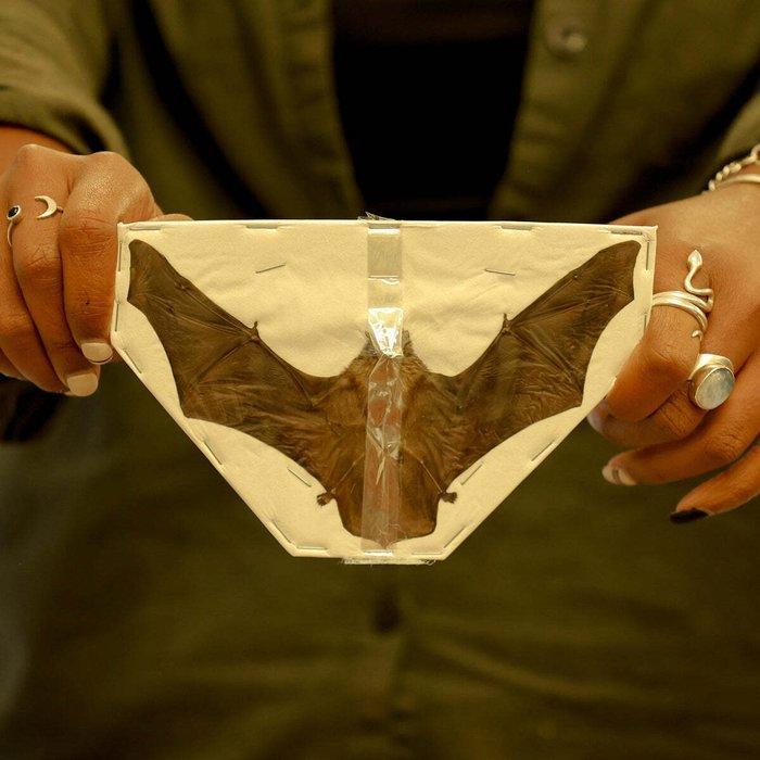 3 x minder bamboo vleermuizen - verspreide exemplaren A1 -, Verzamelen, Dierenverzamelingen