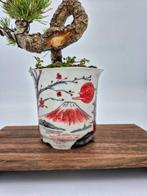 White Pine op met de hand gemaakte pot - verzamelstuk -