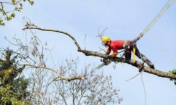 Professioneel Snoeien en vellen van bomen in heel Vlaanderen