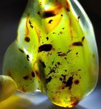 FOSSIL-INCROYABLE !! Ambre dominicain - 345 ct- 69 g, Collections