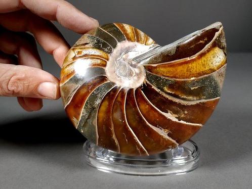 Fantastisch nautilusfossiel - Gefossiliseerde schelp -, Verzamelen, Mineralen en Fossielen