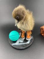 Eend Taxidermie volledige montage - Anas Platyrhynchos - 130