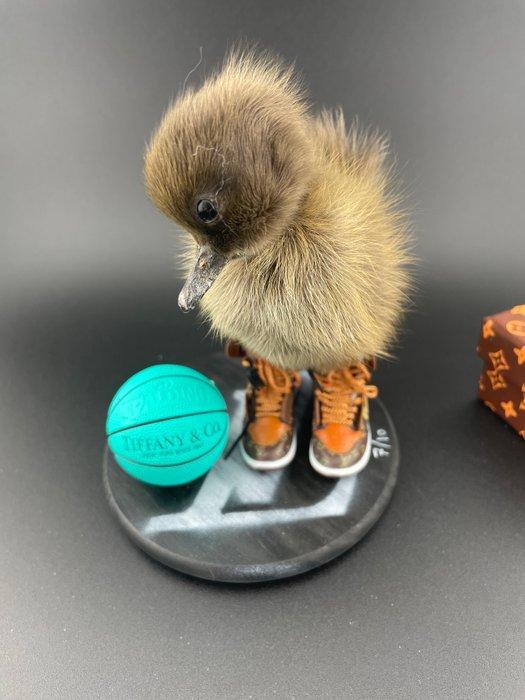 Eend Taxidermie volledige montage - Anas Platyrhynchos - 130, Antiek en Kunst, Curiosa en Brocante