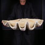 M.A.G. Design Taxidermie volledige montage - - Giant Clam
