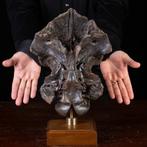 Meesterwerk Wunderkammer-object - Fossiele schedel - Cranio