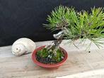 Bonsaï Pin (Pinus) - Hauteur (arbre) : 11 cm - Profondeur