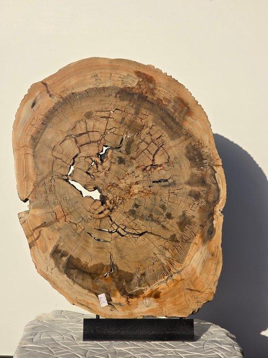 Fossiel hout - Gefossiliseerd hout - 47 cm, Antiek en Kunst, Curiosa en Brocante
