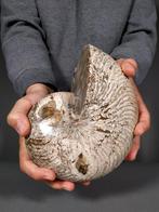 Fantastisch nautilusfossiel - Gefossiliseerde schelp -, Verzamelen, Mineralen en Fossielen