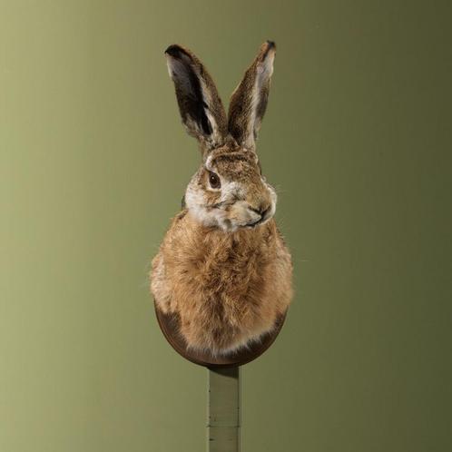Haas Taxidermie Opgezette Dieren By Max, Verzamelen, Dierenverzamelingen, Opgezet dier, Nieuw, Wild dier, Ophalen of Verzenden