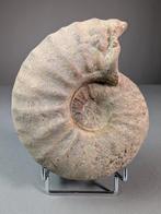 Ammoniet - Gefossiliseerde schelp - Puzosia sp. - 16 cm -, Verzamelen