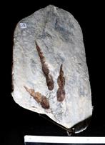 Theropoda - Gefossiliseerde voetafdruk - Grallator (Zonder