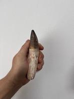 Mosasaurus - Fossiele tanden - 14 cm - 5 cm (Zonder