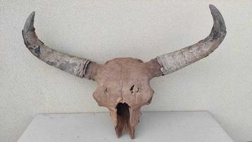 Bizon - Fossiele schedel - Bison Priscus - 110 cm
