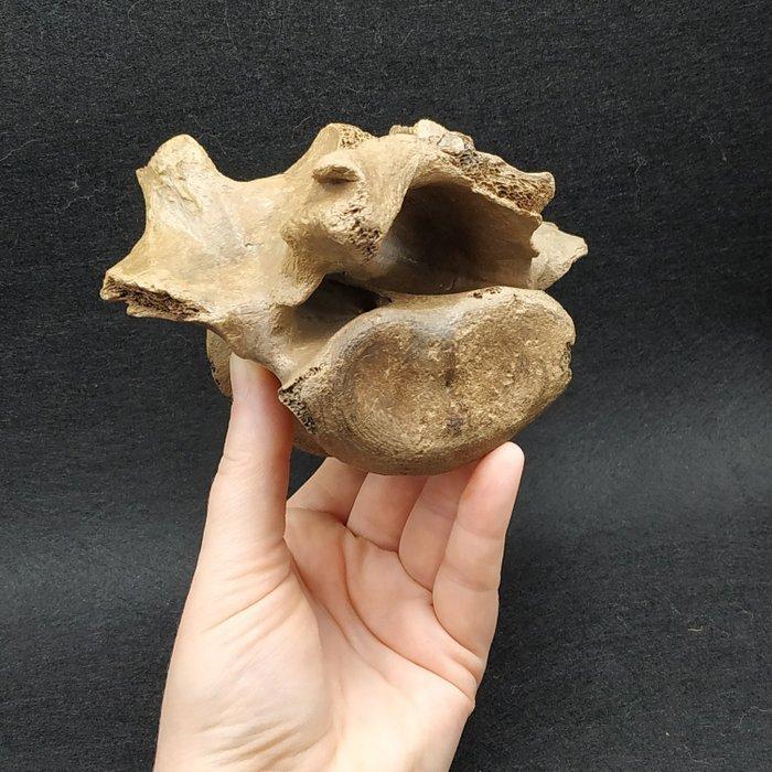 Steppe Bison - Fossiel wervelbot - Bison priscus (Zonder, Verzamelen, Mineralen en Fossielen