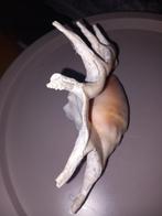 Conque Coquillage marin - Sais pas ... (Sans Prix de, Antiek en Kunst