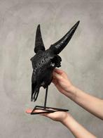 PAS DE PRIX DE RÉSERVE - Crâne de chèvre noir authentique