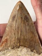 Enorme Megalodon tand 13,3 cm - Fossiele tand - Carcharocles