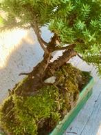 Jeneverbes bonsai (Juniperus) - Hoogte (boom): 15 cm -