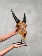 Sans prix de réserve - Main brune authentique - Crâne de, Antiek en Kunst