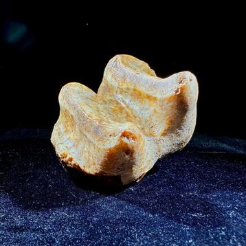 Dent molaire rare de Deinotherium levius - Dent fossile