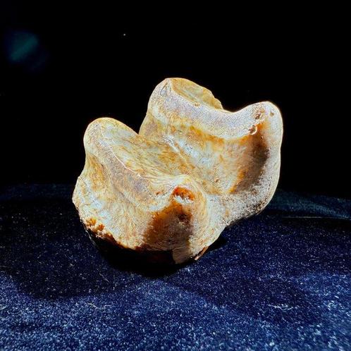 Dent molaire rare de Deinotherium levius - Dent fossile, Verzamelen, Mineralen en Fossielen
