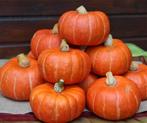 Marmito F1 Kabocha Buttercup, Nieuw