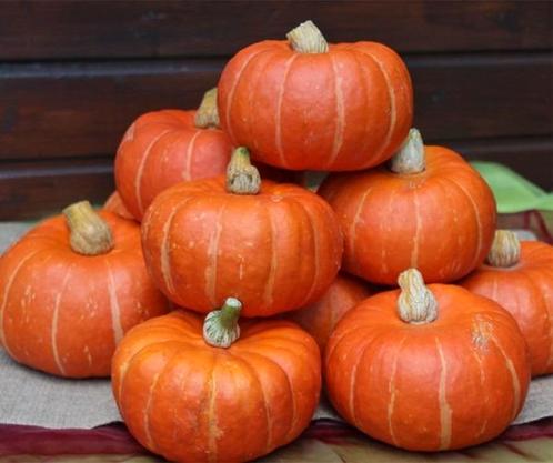 Marmito F1 Kabocha Buttercup, Hobby en Vrije tijd, Knutselen, Nieuw