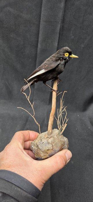 Spectacled Tyrant taxidermie - Ada clignot Taxidermie, Verzamelen, Dierenverzamelingen