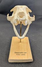 huiskat Schedel - (Felis catus) - Museum Grade Replica - 8