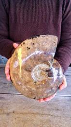 Nautilus - Fossiel skelet - Ammonite Cleoniceras - 3,7 kg -, Nieuw