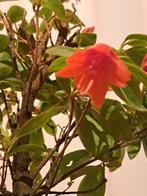 Azalea Bonsai - Hoogte (boom): 22 cm - Diepte (boom): 17 cm